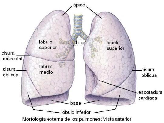 En la superficie de los pulmones se observan hendiduras profundas, llamadas cisuras, que separan los lóbulos pulmonares; el pulmón derecho comprende tres lóbulos y el izquierdo, dos.
