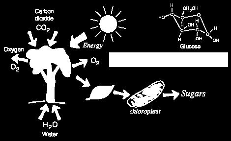 Estas convierten la energía del Sol, -usando la clorofila en un proceso llamado fotosíntesis-, en una forma