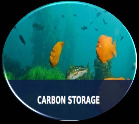 Objetivos de la meta: Almacenamiento de carbono Enfoque en la protección del hábitat y uso sostenible de los recursos pesqueros artesanales.