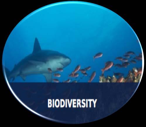 Enfoque en la protección de la biodiversidad (hábitats y especies).