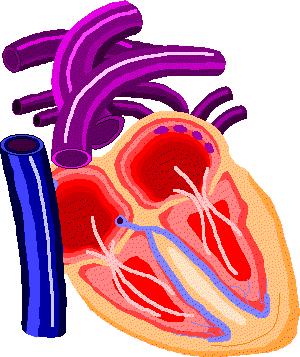 tejidos. Cuando la sangre que llega a un órgano disminuye tanto como para afectar su normal funcionamiento, se dice que hay una isquemia.