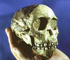 Australopithecus africanus (3.
