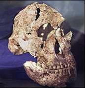 Australopithecus aethiopicus (2.7 2.