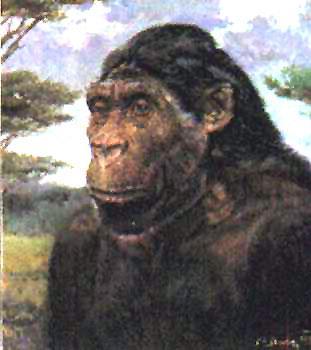 Australopithecus robustus (1.8 1.