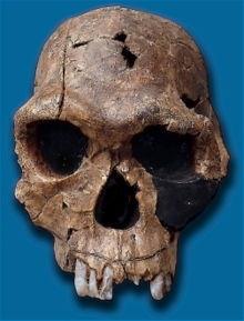 Homo habilis (2.5 1.