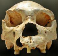 Homo heidelbergensis (1.8 0.