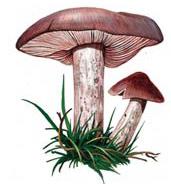 Partes de un hongo Ciclo de vida Fisiología y ecología Importancia de los hongos Comestibilidad y toxicidad de los