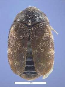 Ranking de Insectos Plaga de Difícil Control en Granos 3 Trogoderma granarium Khapra beetle Distribución: Europa Asia Algunos países de Sudamérica
