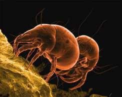 Ranking de Insectos Plaga de Difícil Control en Granos 4 Acarus