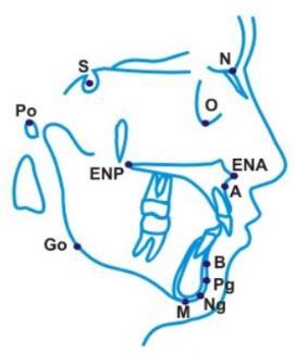 13 Punto (ENA): punto de unión de ambos maxilares y que se encuentra debajo de la escotadura nasal.