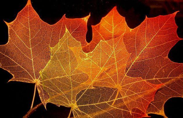 Por qué estamos en otoño? Recorrido senderista Embalse-Monasterio Por qué cambia el color de las hojas en otoño?