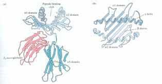 Patrón de Plegamiento de los polipéptidos del MHC 1 A) Surco de enlace del péptido B)