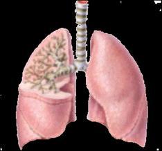 Nutrientes y oxígeno Pulmones