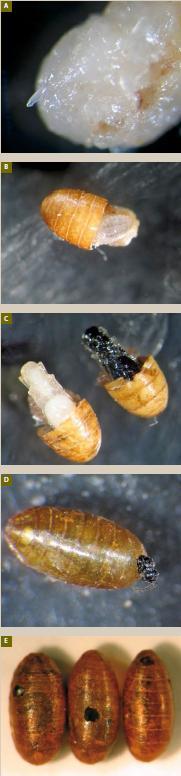 Figura 4. Estados de desarrollo de un ectoparasitoide pupal de dípteros: Spalangia cameroni.