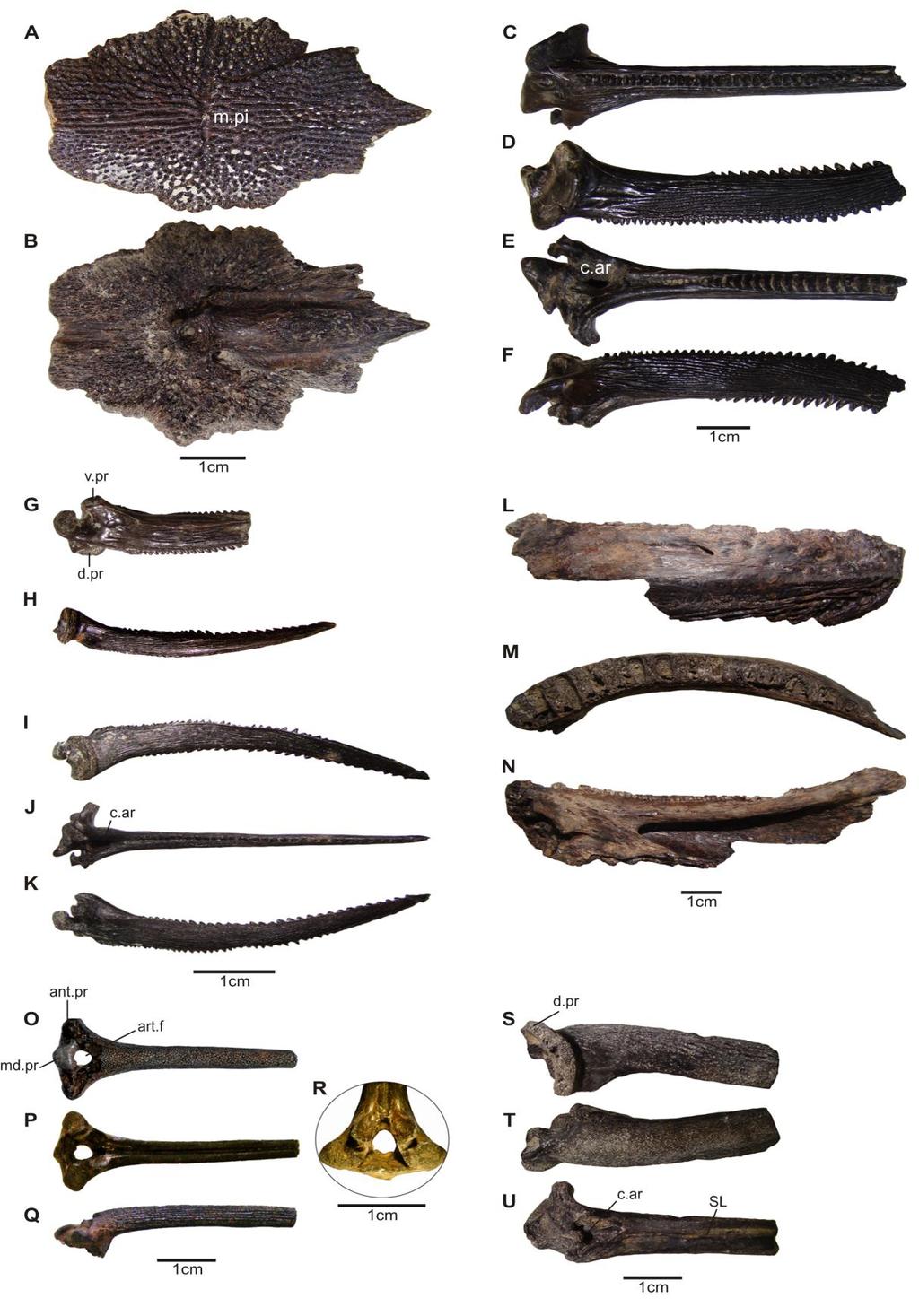 Figura 22. Peces fósiles de la localidad fosilífera río Salado, provincia de Santa Fe. Pterodoras granulosus MFA-PV 1574, supraoccipital, vista externa (A), vista interna (B).