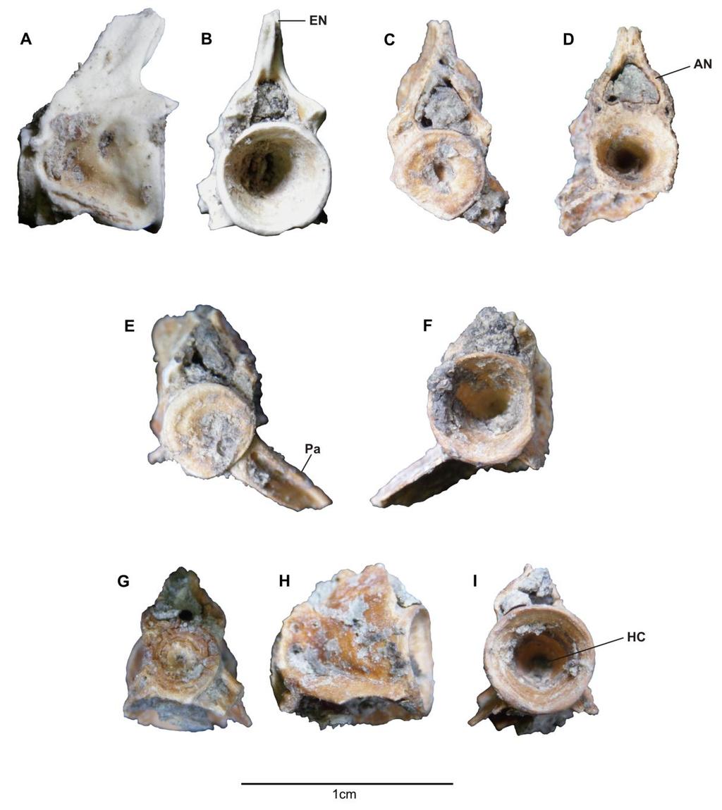 Figura 19. Peces fósiles de la Fm. Río Bermejo, localidad Mansilla, provincia de Formosa.