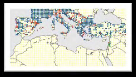 Libellula depresa Linnaeus, 1758 Familia Libellulidae Distribución: Elemento póntico oriental. Presente en toda Europa llegando hasta Asia central, no se encuentra en África.