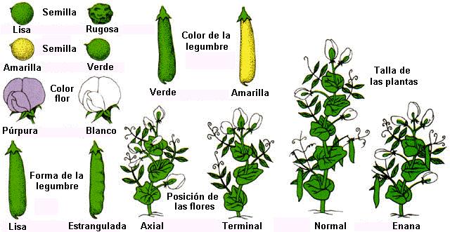 Eligió 7 rasgos de esta planta para sus estudios. PRIMERA LEY DE MENDEL Lo primero fue obtener líneas puras (homocigotos), mediante la autofecundación.
