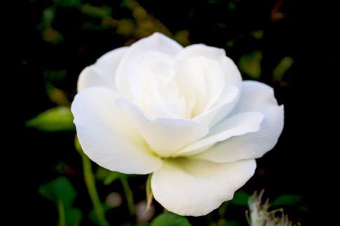 Por qué una Rosa Blanca La rosa de cinco pétalos es una proyección del arquetipo de la Rosa Blanca, emblema del Amor Universal, la más sublime energía de la Creación, origen y finalidad de la misma.