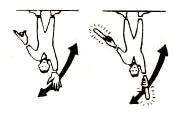 Virar cola a estribor: Con el brazo izquierdo dirigido hacia abajo, se lleva el derecho desde la posición vertical, por encima de la cabeza, hasta la horizontal