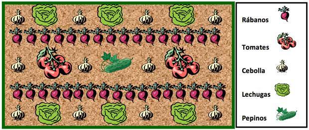 8) En uno de los huertos Juan ha plantado 6 lechugas, 12 cebollas, 32 rábanos, 1 planta de pepino y 2 plantas de tomates como muestra la imagen nº 5. Algunas plantas han sido atacadas por una plaga.