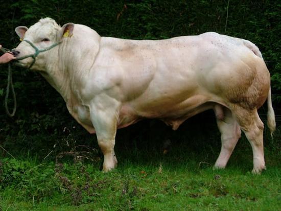 OAGM: INTERÉS AGROPRODUCTIVO GANADO: Existen desarrollados más de 60 animales GM (vaca, cabra, oveja y cerdo).