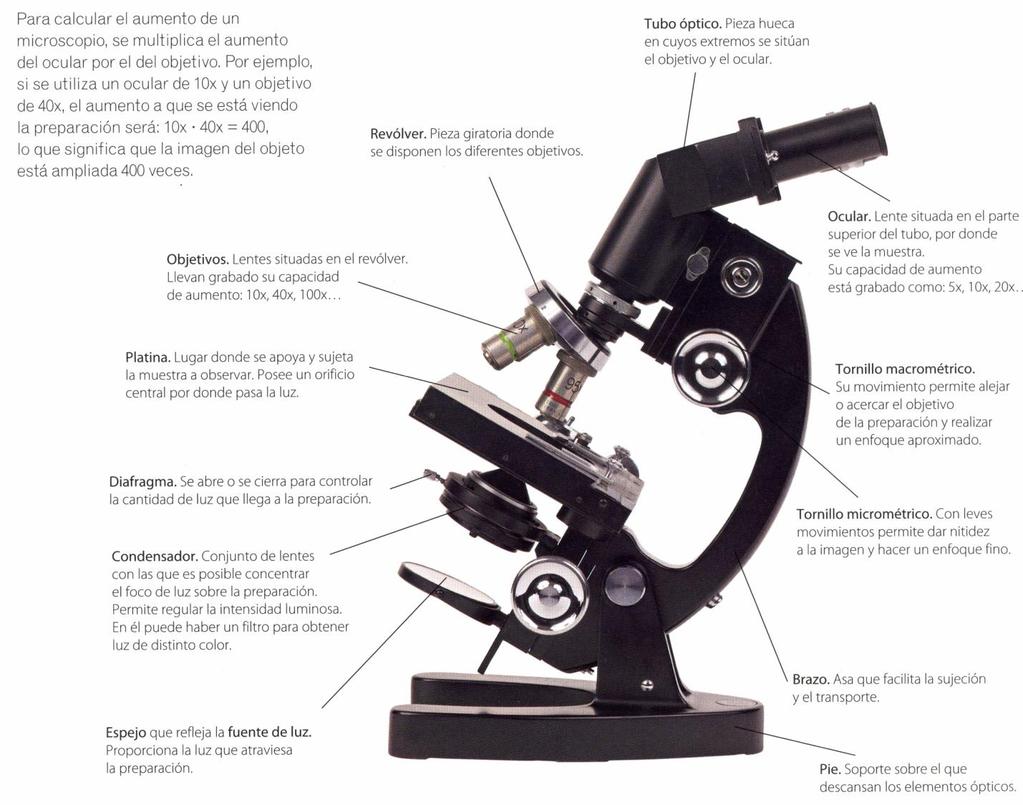 EL MICROSCOPIO ÓPTICO Unidades de medida en microscopía 1 micrómetro (o