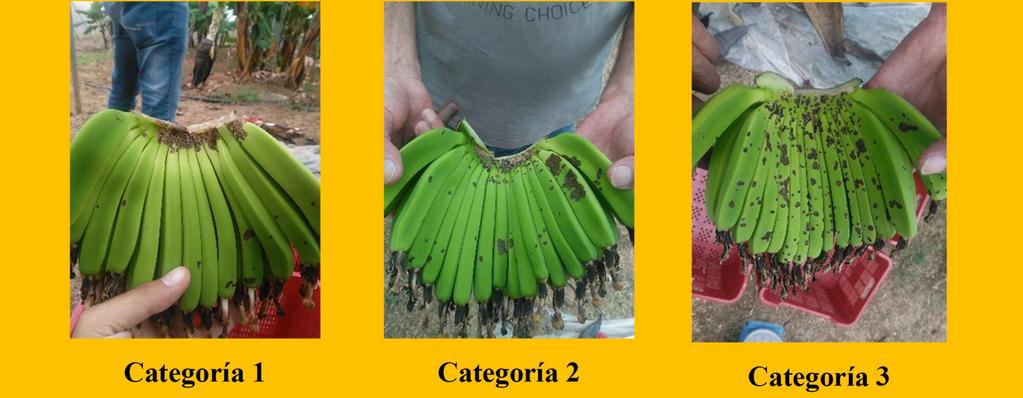 3) Día 1, 3 y 7: evaluación de supervivencia (conteo de larvas vivas) Día 7: evaluación de daño en fruta (nº dedo dañados, peso de fruta dentro de cada categoría de calidad) categoría 1: manos de