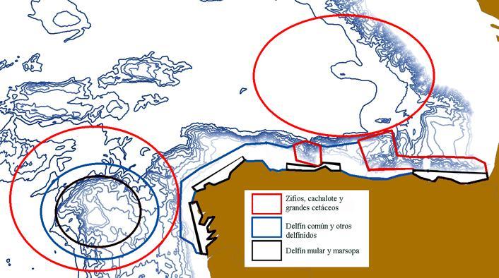 Galicia y Golfo de Biskaia con alta probabilidad de que se realicen prospecciones, donde los cetáceos están establecidos, alimentándose o de paso, en medio abierto. Categoría 2.