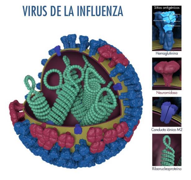 Los virus de influenz D fectn principlmente l gndo y no se cree que puedn cusr infecciones o enfermeddes en los seres humnos. B.1.
