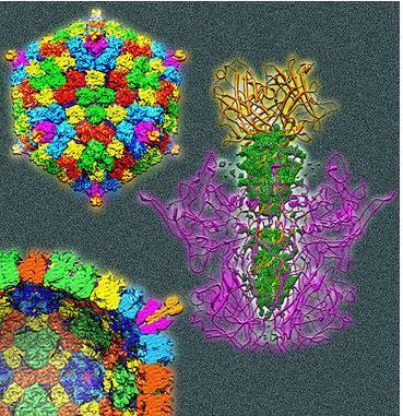 Virus prinfluenz tipo 3: Relciondo con el virus SF-4. Produce infecciones en bóvidos. Virus prinfluenz tipo 4: Existen dos serotipos el 4A y el 4B.