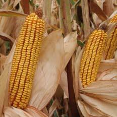 Variedades de semillas Ciclo 700 8 SY Inove El maíz con más grano Un híbrido de muy alto potencial productivo y rendimientos estables, especialmente en condiciones como las de Extremadura, con zonas