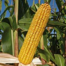 Variedades de semillas Ciclo 600 10 SY Zoan Un maíz con buena planta SY Zoan, es un maíz con una planta alta de excelente aspecto y de elevado potencial productivo, con una alta estabilidad en sus