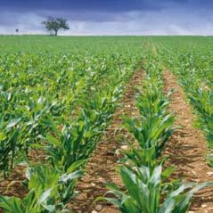 38 Herbicidas Desde la siembra El tratamiento en la siembra es la base del control de malas hierbas en maíz.