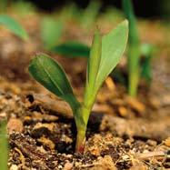 hasta la postemergencia precoz 39 Control eficaz de las malas hierbas en maíz. Aplicación en preemergencia, actuando durante la germinación de las malas hierbas. Altamente selectivo en maíz.