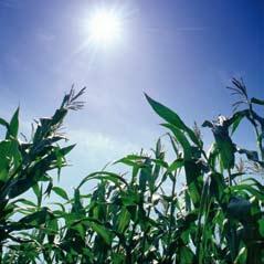 42 Herbicidas En postemergencica Los mejores resultados se obtienen aplicando el producto con 4-6 hojas del maíz en las primeras etapas de desarrollo y en crecimiento activo, cuando son más sensibles