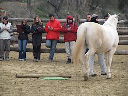 Diferencias entre coaching con y sin caballos Caballos para el coaching Que podemos trabajar con el coaching con caballos?