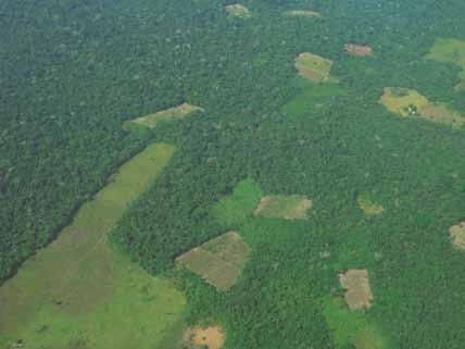 Región Meta - Guaviare La región Meta-Guaviare fue entre 2002 y 2006 la de mayor área cultivada con coca en el país; sin embargo, a partir de 2004 se inició una fuerte y continua tendencia a la
