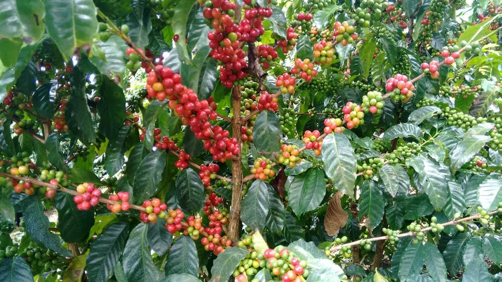 Antecedente En la cosecha 2014-15 se detectó una mayor frecuencia de muestras de café con taza áspera o ligeramente áspera, aún en lotes cosechados en el punto óptimo de maduración y procesos de