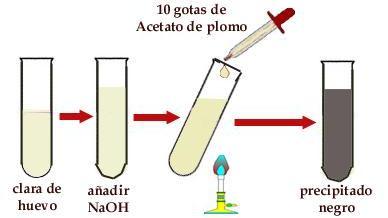 Experimento Nº 3: Coagulación de Proteínas: Colocar en un tubo de una pequeña cantidad de clara de huevo (2 cm de altura) y añadir 5 gotas de ácido acético y calentar el tubo a la llama del mechero