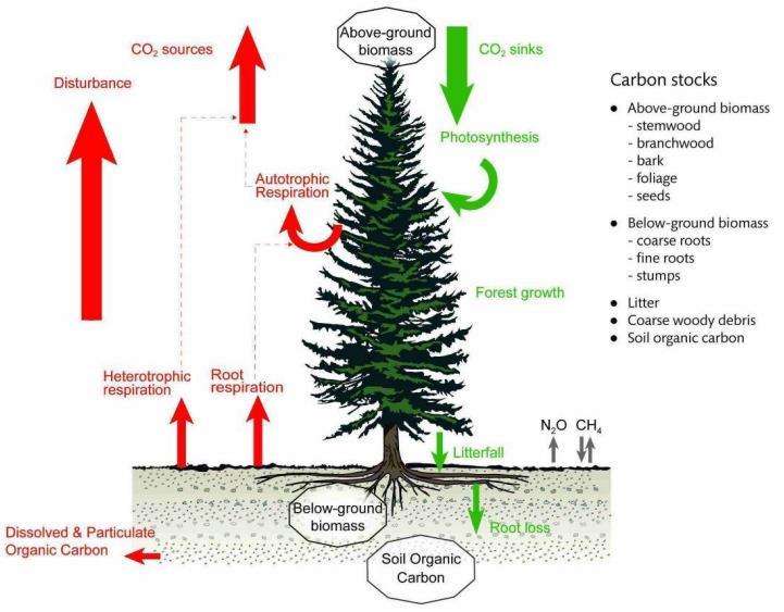 Ciclo de carbono de la biomasa Fuente: Carbon impacts of using biomass in bioenergy and other sectors: forests. Final report: Parts a and b Figure 3.1.