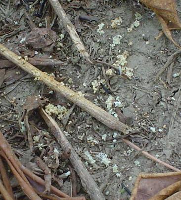 Chilomina clarkei. Restos de tallo y excrementos Taladrador del tallo de la yuca. Restos de tallos y excrementos de las larvas.