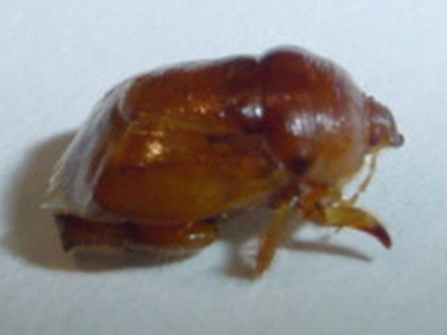 Scaptocoris divergens Froeschner Adulto Chinche de forma redonda o rechoncho. Color ocre amarillento. Despide un olor penetrante, característico de este tipo de insecto.