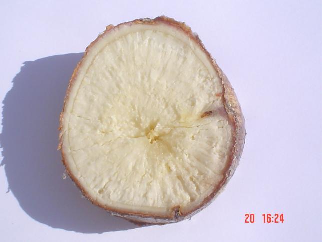La raíz presenta en distintos puntos de la corteza o concha, grietas endurecidas.