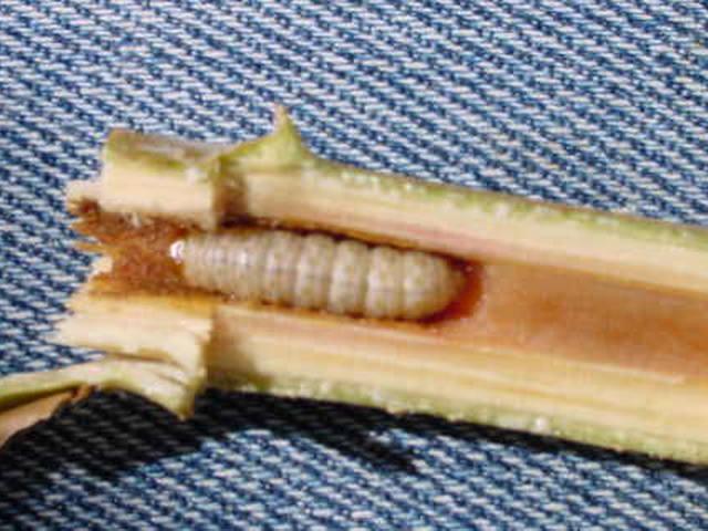 Chilomina clarkei (Amsel). Larva Taladrador del tallo de la yuca, es el nombre común. El gusano es de color blanco con puntos marrones en el cuerpo.