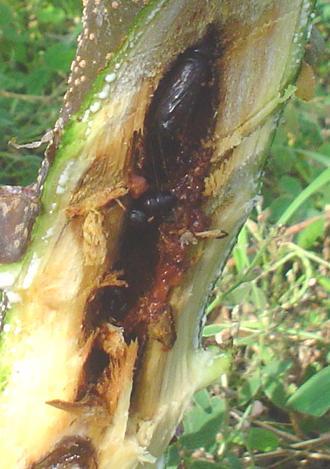Chilomina clarkei (Amsel). Pupa Taladrador del tallo. Pupa. La pupa es de color marrón oscuro. Se ubican en la galería donde se desarrolló la larva.