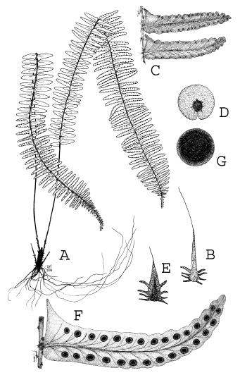 A.F. Rojas-Alvarado. New species from Cocos Island 93 Figure 1. A D. Nephrolepis cocosensis (A. Rojas 8191, CR): A. General aspect of type specimen. B. Rachis scale. C. Pinna detail. D. Indusium. E G.