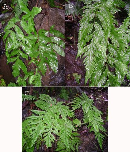 A.F. Rojas-Alvarado. New species from Cocos Island Figure 7. Living plants of: A. Elaphoglossum alvaradoanum: B. E. intermedium. C. E. crinitum.