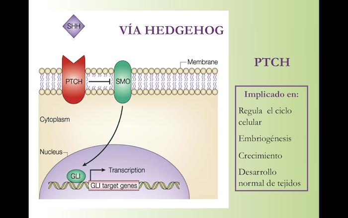 El gen PATCH codifica la proteína PTCH (en rojo) a través de la cual cumple su función de supresor tumoral.