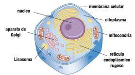 Mitocondrias: La fábricas de energía Las células producen